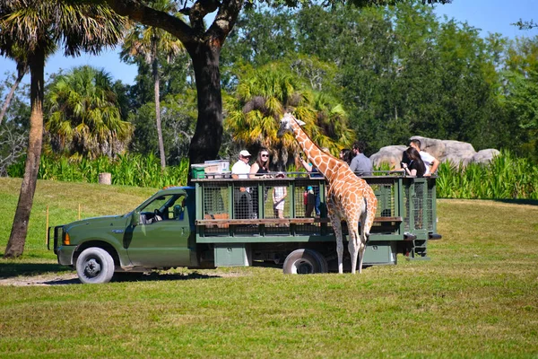 Тампа Флорида Октябрь 2018 Люди Наслаждаются Сафари Фотографируют Жирафа Тематическом — стоковое фото