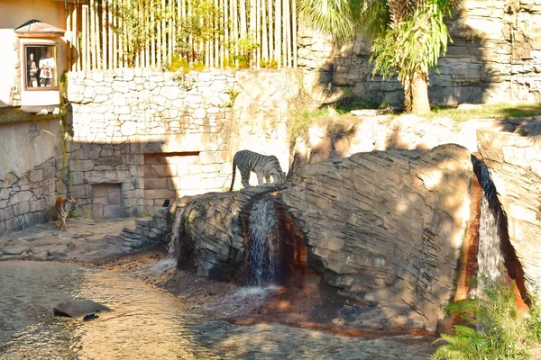 Tampa Florida Oktober 2018 Människor Tittar Genom Fönstret Bengal Tiger — Stockfoto