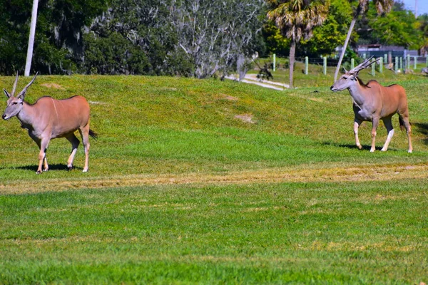 Tampa Florida October 2018 Sable Antelopes Walking Green Prairie Bush — Stock Photo, Image