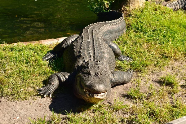  Tampa, Florida. 25 Ekim 2018. Bush bahçeleri Tampa Bay, lagün kenarında yeşil çimenlerin üzerinde büyük timsah