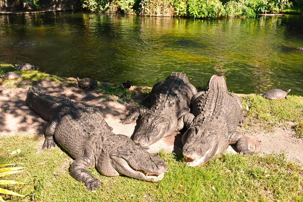 Tampa Florida October 2018 Alligators Relaxing Side Lagoon Bush Gardens — Stock Photo, Image