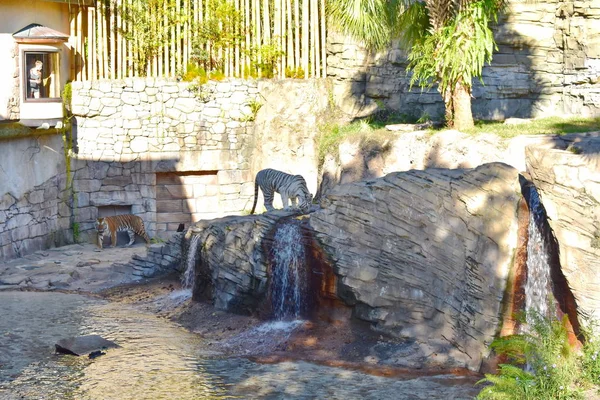 Tampa Florida Oktober 2018 Bengal Tiger Och Vit Tiger Dricksvatten — Stockfoto