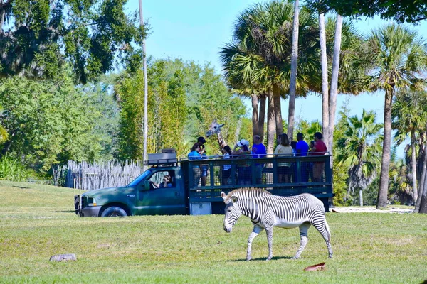 Tampa, Florida. 25 Ekim 2018. Bir zürafa gözlemleyerek bir safari turu zevk insanlar. Güzel zebra Bush bahçeleri Tampa Bay Tema Parkı, ön planda