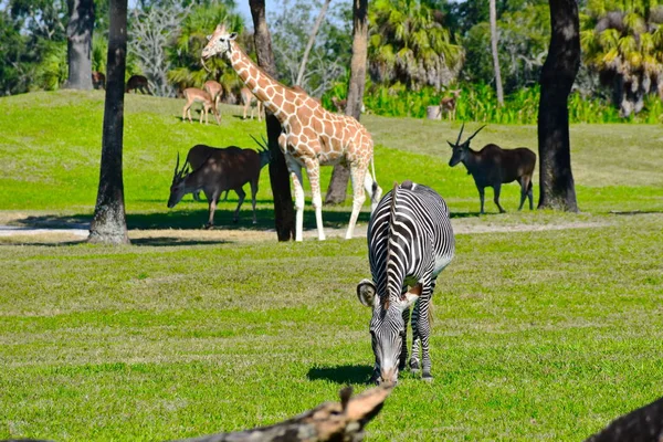 Tampa Florida Outubro 2018 Zebra Girafa Antílopes Prado Verde Bush — Fotografia de Stock