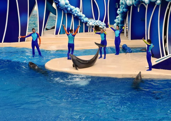 Orlando Florida September 2018 Nice Dolphin Interacting Trainers Seaworld Dolphin — Stock Photo, Image