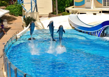 Orlando, Florida; Birlikte özel Show at Seaworld atlama yunusların 09 Eylül 2018 grup. Bir deniz hayvan Tema park SeaWorld 's..