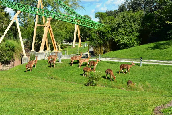 Tampa Florida September 2018 Nyalas Und Geparden Jagen Achterbahn Bush — Stockfoto
