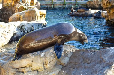 Orlando, Florida. 26 Şubat 2019. Deniz Aslan gıda deniz Tema Park International Drive alanı (3 için çığlık).