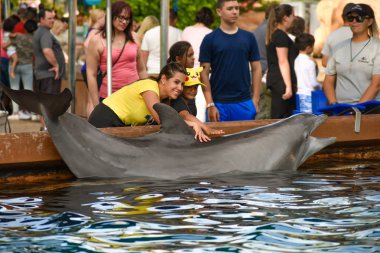 Orlando, Florida. 09 Mart 2019. Okşayarak şişe burunlu yunus at Seaworld International Drive alanında (5 kişi).