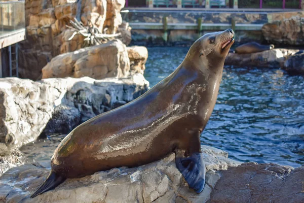 Orlando Florida Februar 2019 Seelöwe Schreit Nach Nahrung Marine Themenpark — Stockfoto