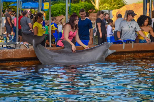 Orlando Florida Marzo 2019 Mujer Acariciando Delfín Nariz Botella Seaworld — Foto de Stock