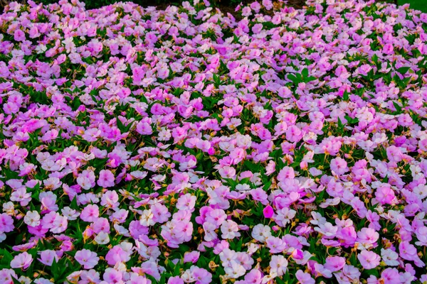 Orlando Florida Abril 2019 Hermosas Flores Parque Magic Kingdom Walt — Foto de Stock