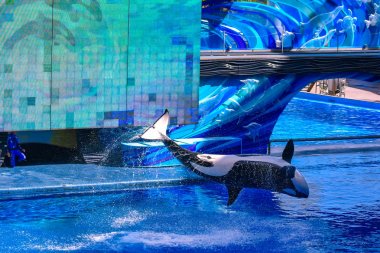 Orlando, Florida, 01 Ocak 2019 . Seaworld'de One Ocean gösterisinde mavi suüzerinde atlayan katil balina (4).