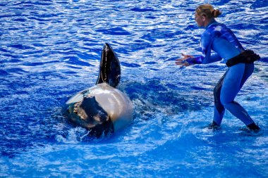Orlando, Florida, 01 Ocak 2019 . Seaworld onu yüzgeç yükseltmek için bir orka rehberlik Kadın eğitmen.
