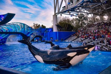 Orlando, Florida. 25 Aralık 2018 . Uluslararası Drive alanında Seaworld One Ocean Show'da halkın önünde poz güzel balinalar (1)