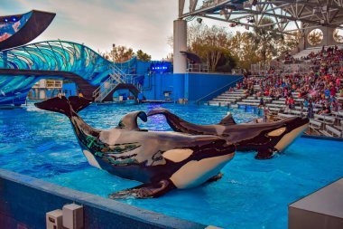 Orlando, Florida. 25 Aralık 2018 . Uluslararası Drive alanında Seaworld One Ocean Show'da halkın önünde poz güzel balinalar (2)