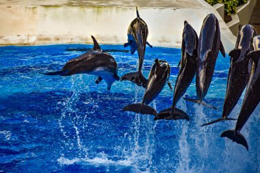 Orlando, Florida. 25 Aralık 2018 . Renkli Dolphin Day gösterisinde yunus atlama; Bu Uluslararası Drive alanında Seaworld bizim doğal dünya şenlikli bir kutlama (3)