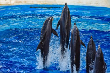 Orlando, Florida. 25 Aralık 2018 . Renkli Dolphin Day gösterisinde yunus atlama; Bu Uluslararası Drive alanında Seaworld bizim doğal dünya şenlikli bir kutlama (2)