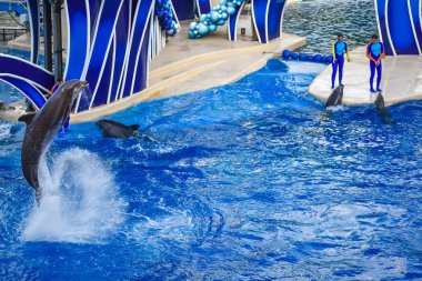 Orlando, Florida. 25 Aralık 2018 . Renkli Dolphin Day gösterisinde yunus atlama; Bu Uluslararası Drive alanında Seaworld bizim doğal dünya şenlikli bir kutlama (10)