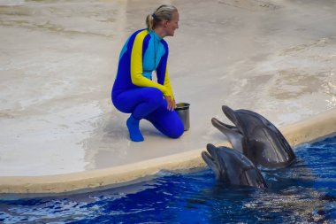 Orlando, Florida. 25 Aralık 2018 . Seaworld'deki akrobatiklerine ödül olarak eğitmenin onları balıkla beslemesini bekleyen yunuslar..