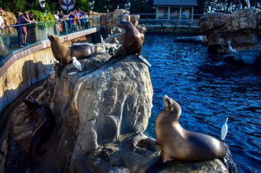 Orlando, Florida. 01 Ocak 2019 Seaworld'de kayalarda ve mavi sularda deniz aslanlarını gözlemleen ler