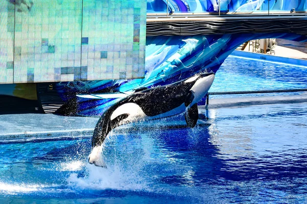 Orlando Florida Enero 2019 Ballena Asesina Saltando Sobre Agua Azul — Foto de Stock