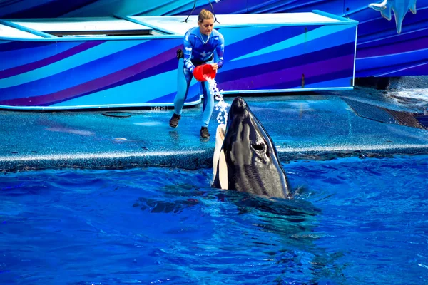 Orlando Florida Enero 2019 Mujer Entrenadora Dando Peces Hielo Ballena — Foto de Stock