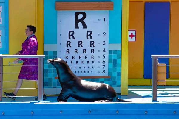 Orlando Florida April 2019 Sealion Listening Attentively Teacher Sea Lion — Stock Photo, Image