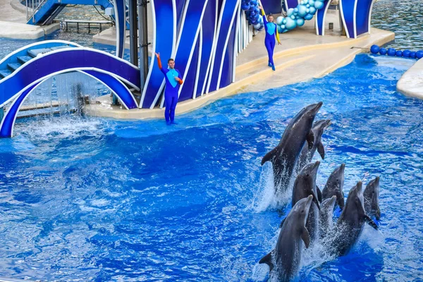 Orlando Florida December 2018 Dolphin Jumping Colorful Dolphin Day Show — Stock Photo, Image