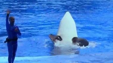 Orlando, Florida. 20 Nisan 2019. Nice katil balina Seaworld One Ocean Show'da kamu tebrik 