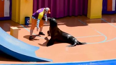 Orlando, Florida. 01 Ocak 2019. Sea Lion High'da sealion ile oynayan eğitmen Seaworld'de Yeni Sınıf gösterisi.