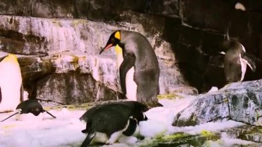 Orlando, Florida. Mart 25, 2019 Corpulent İmparator Penguen, Seaworld Tema Parkı'nda diğer penguenler arasında yürüyüş