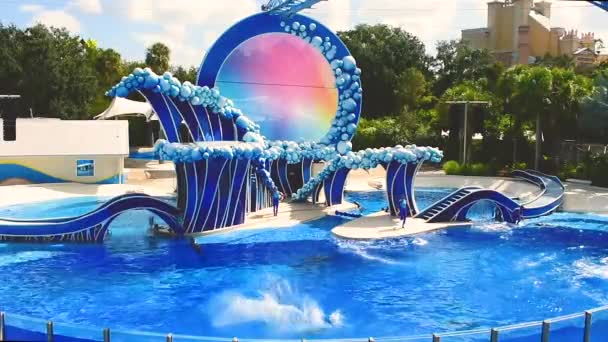 Orlando Florydzie Kwietnia 2019 Delfiny Skoki Wystawie Seaworld Theme Park — Wideo stockowe