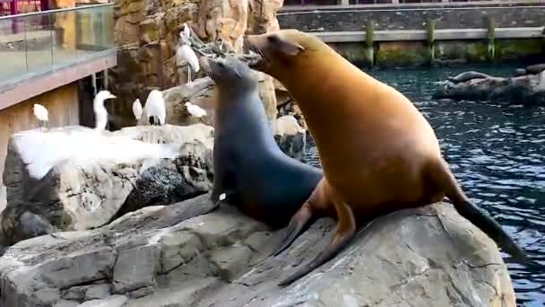 Orlando Florida March 2019 Nice Sea Lions Eating Small Fish — Stock Video