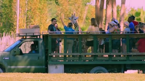 Tampa Bay Florydzie Kwiecień 2019 Osoby Dające Liść Sałaty Żyrafy — Wideo stockowe