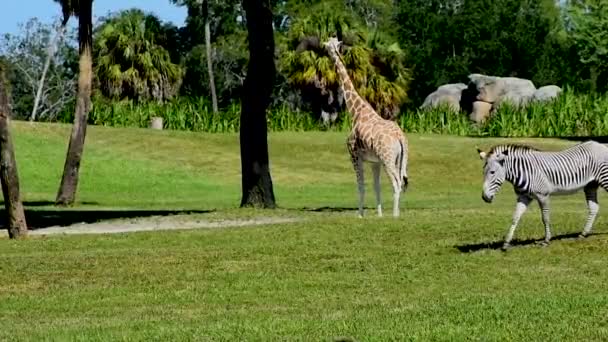 Tampa Florida Mars 2019 Giraff Och Zebra Grön Äng Vid — Stockvideo