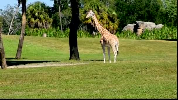 Tampa Florida März 2019 Schöne Giraffe Auf Der Grünen Wiese — Stockvideo