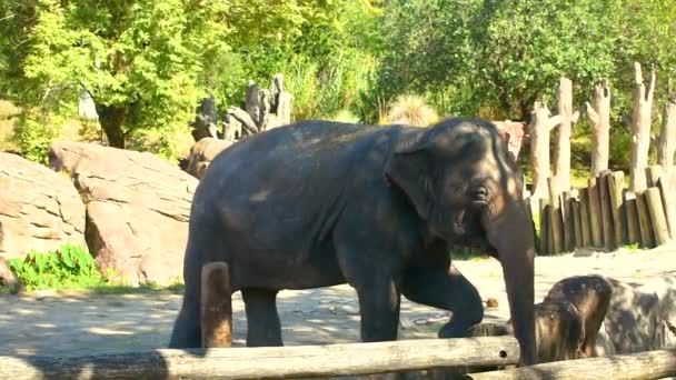 Tampa Florida Abril 2019 Belo Elefante Revirar Mala Busch Gardens — Vídeo de Stock