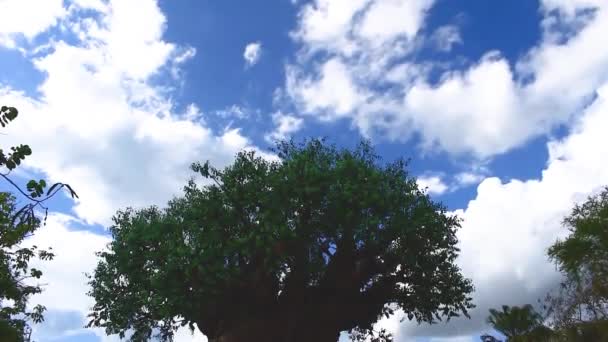 Orlando Florida 2019 Vacker Utsikt Över Livets Träd Djurriket — Stockvideo