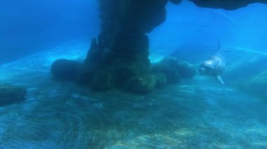 Orlando, Florida. 30 Mayıs 2019. Seaworld güzel şişe burunlu yunuslar sualtı görüntüleme