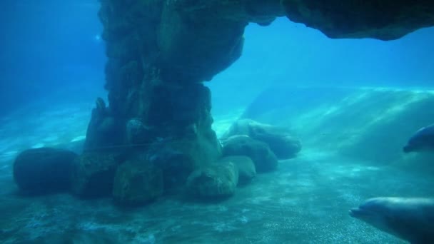 Orlando Florida May 2019 Underwater Viewing Nice Bottlenose Dolphins Seaworld — Stock Video