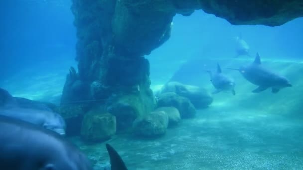 Orlando Floride Mai 2019 Observation Sous Marine Beaux Dauphins Gros — Video