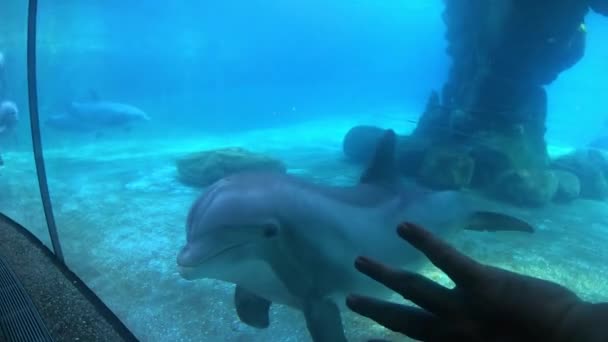 Orlando Florida May 2019 Nice Bottlenose Dolphin Stops Looks Person — Stock Video