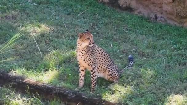 Tampa Bay Florida May 2019 Cheetah Turning Head Walking Green — Stock Video