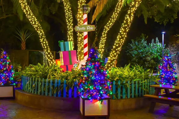 Tampa Bay Florida January 2019 Christmas Trees Busch Gardens — Stock Photo, Image