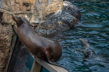 Orlando, Florida. 17 Haziran 2019. Nice Deniz aslanı seaworld 2 de ona balık atmak için bir kişi bekliyor.