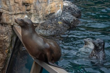 Orlando, Florida. 17 Haziran 2019.Nice Sea lion bir kişinin seaworld 1'de kendisine balık atmasını bekliyor.