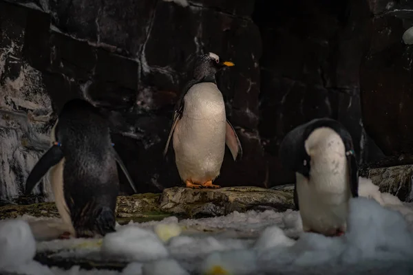 Orlando Florida Június 2019 Antarktisz Birodalom Pingvin Seaworld — Stock Fotó