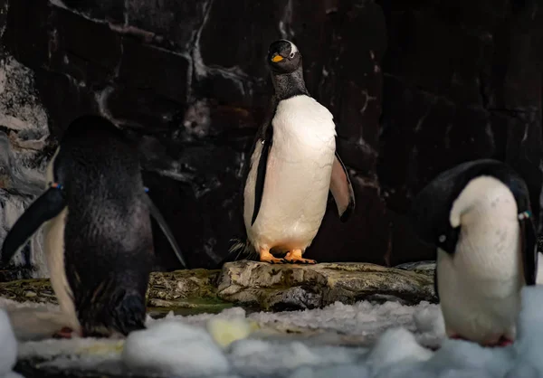 Orlando Florida Juni 2019 Antarktis Reich Des Pinguins Bei Seaworld — Stockfoto