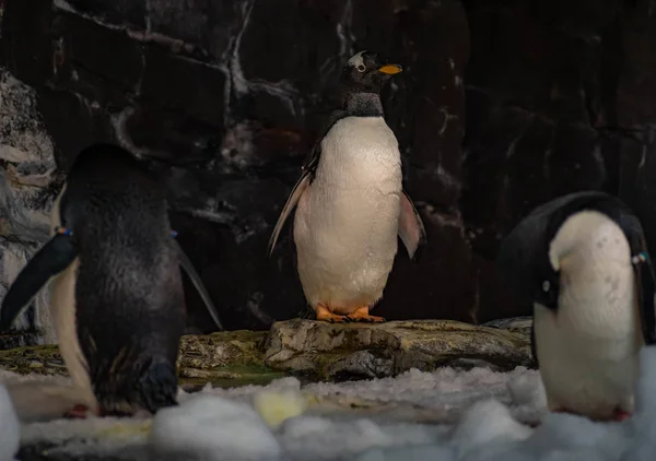 Orlando Florida Juni 2019 Antarktis Reich Des Pinguins Auf Seaworld — Stockfoto